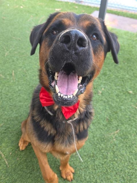 Photo of AL, adoptable Rottweiler in Downey, California
