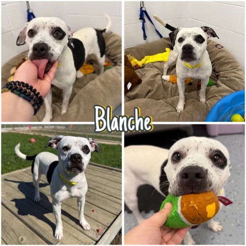 Photo of Blanche, adoptable American Staffordshire Terrier in Pierceton, Indiana