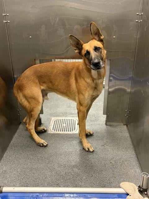 Photo of Connor, adoptable German Shepherd Dog