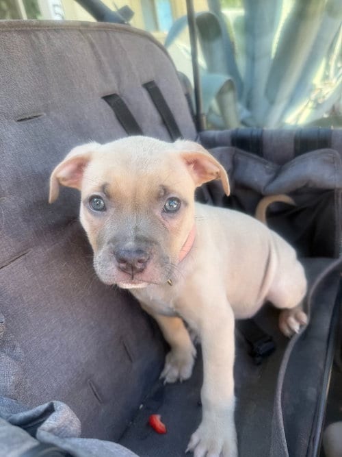 Photo of Quiche, adoptable Pit Bull Terrier in Phoenix, Arizona