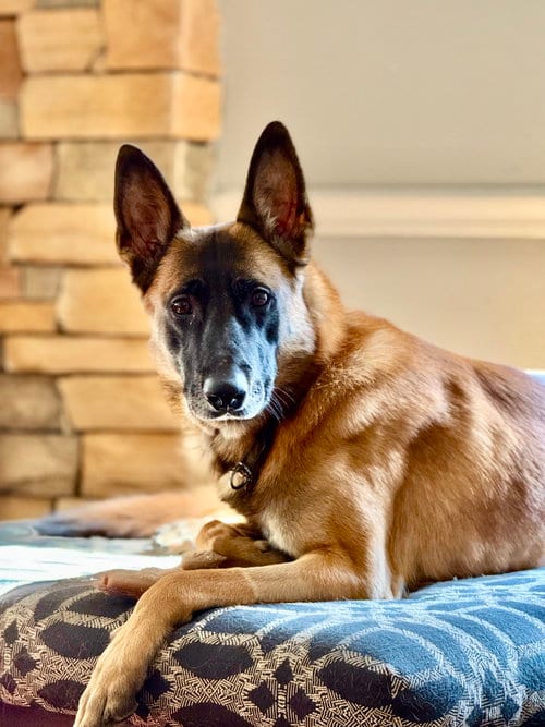 Photo of Fred - NH, adoptable Belgian Shepherd Malinois in Amherst Junction, Wisconsin