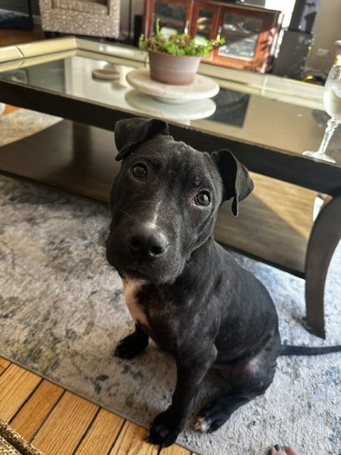 Photo of Brewer, adoptable Pit Bull Terrier in Plainfield, Illinois