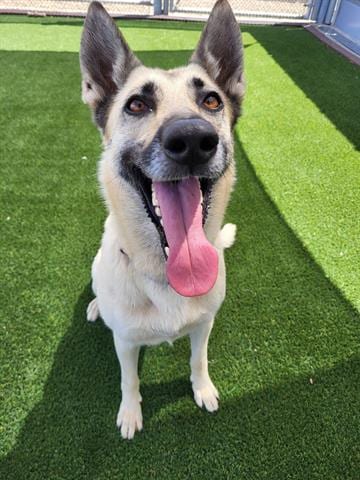 Photo of Ellie, adoptable German Shepherd Dog in Lathrop, California