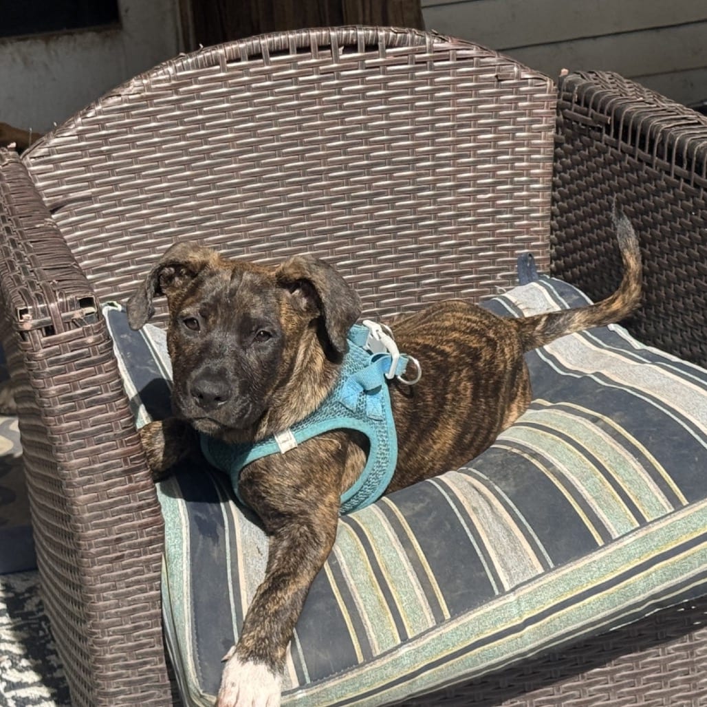 Photo of Hurricane Tortilla (Meme Pup), adoptable Mixed Breed (Medium) in St. Louis, Missouri