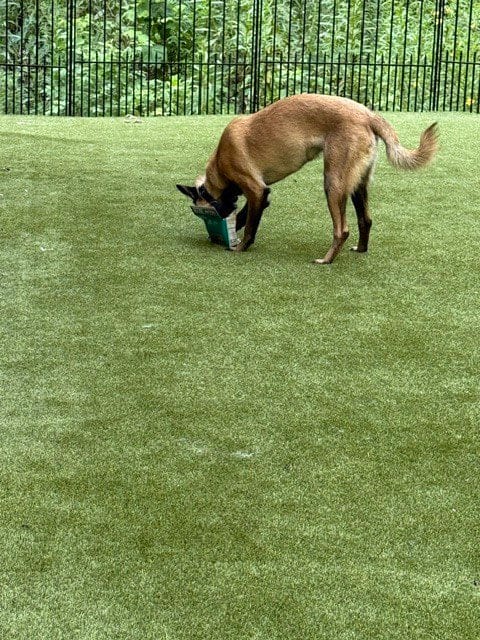 Photo of Pedro located in Georgia, adoptable Belgian Shepherd Malinois in Imlay City, Michigan