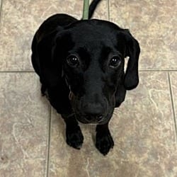 Photo of Jae Jae, adoptable Hound (Unknown Type) in Littleton, Colorado