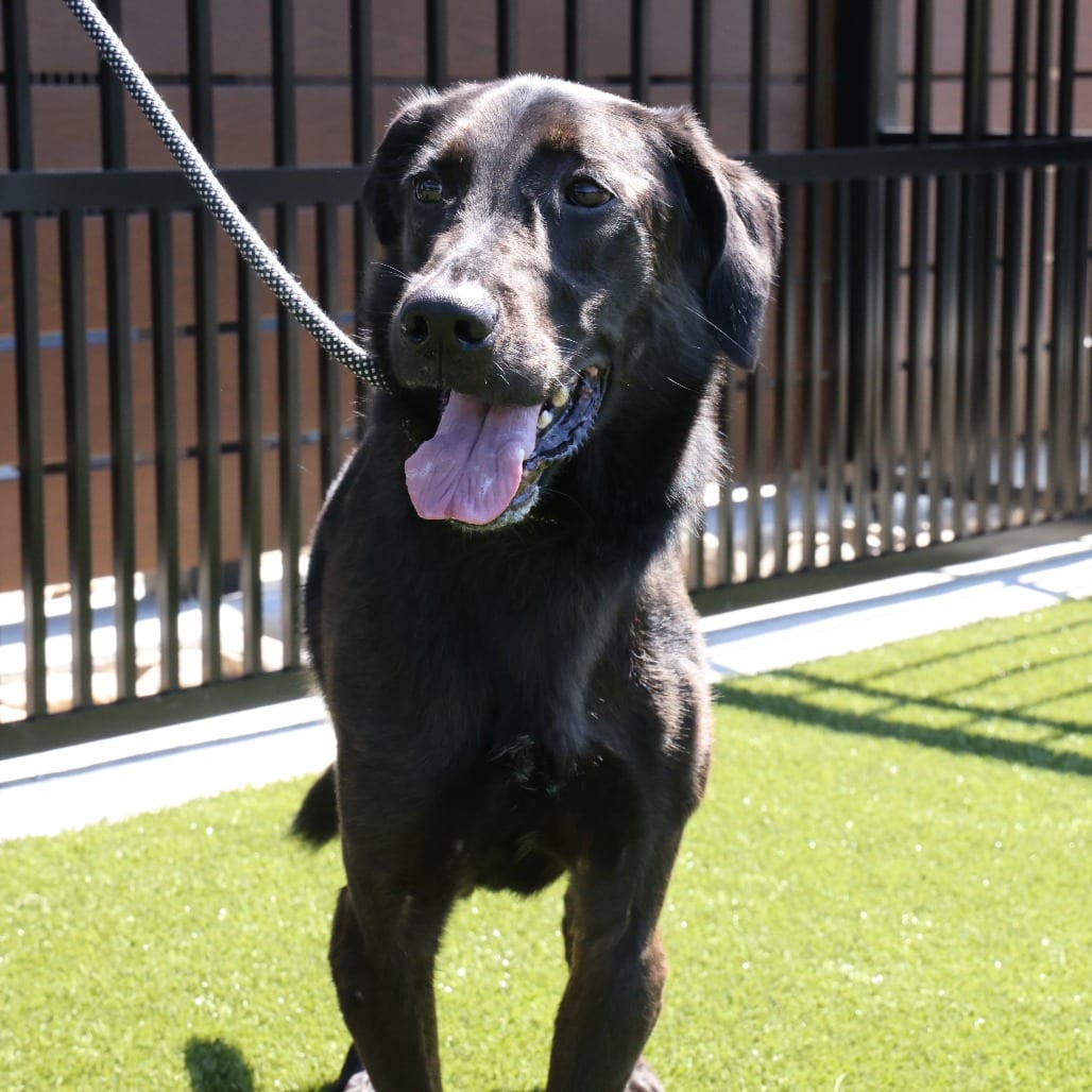 Photo of Asher, adoptable Shepherd, German / Mix in Spartanburg, South Carolina