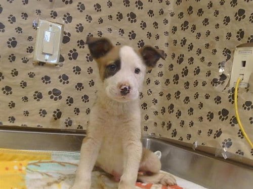 Photo of Jacob, adoptable Pit Bull Terrier in Sacramento, California