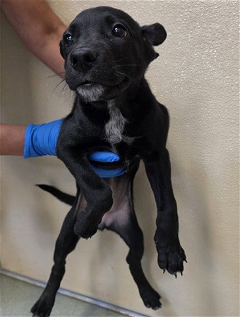 Photo of Maya, adoptable German Shepherd Dog in Placerville, California