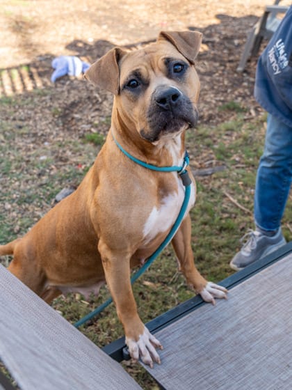 Photo of Kestrel - IN FOSTER, adoptable dog in Chamblee, Georgia