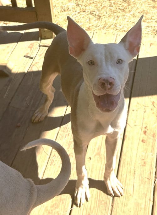 Photo of Werther, adoptable American Pit Bull Terrier in Wetumpka, Alabama
