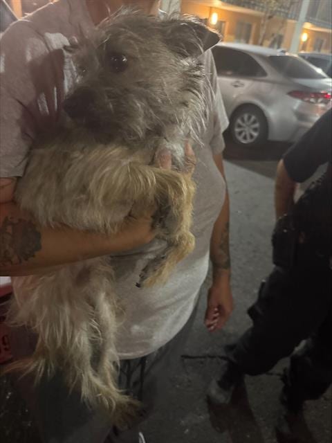 Photo of Mufasa, adoptable Terrier in San Antonio, Texas