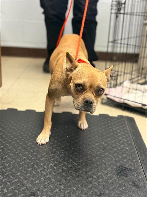 Photo of Carrie, adoptable Terrier in Stockton, California