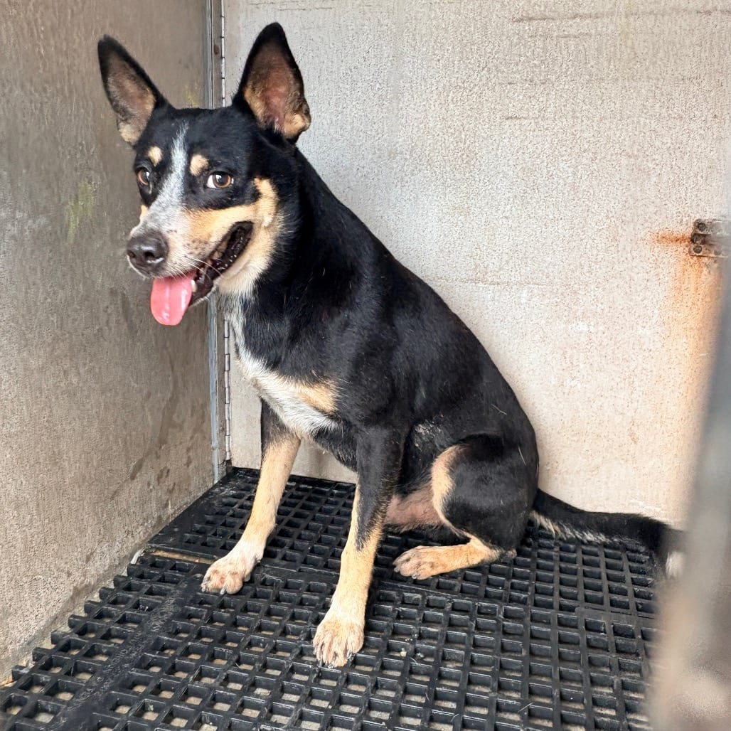 Photo of Bolo, adoptable Cattle Dog in Brownsville, Texas