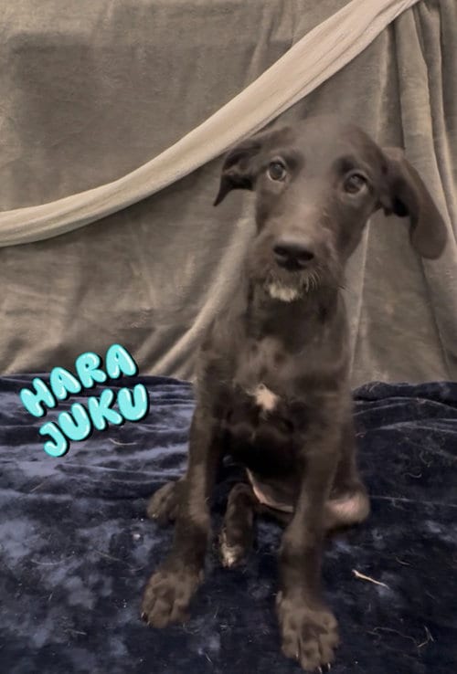 Photo of Harajuku, adoptable Great Dane in Phoenix, Arizona