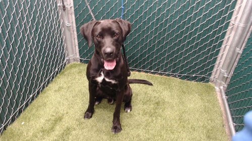 Photo of James, adoptable Great Dane in Downey, California