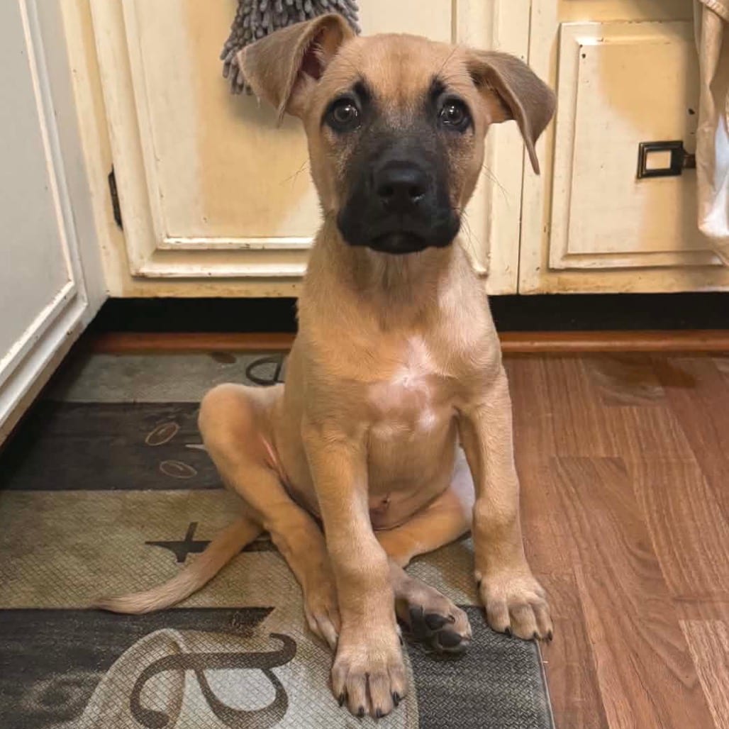Photo of Ojo, adoptable Mixed Breed (Medium) in Buffalo, Minnesota