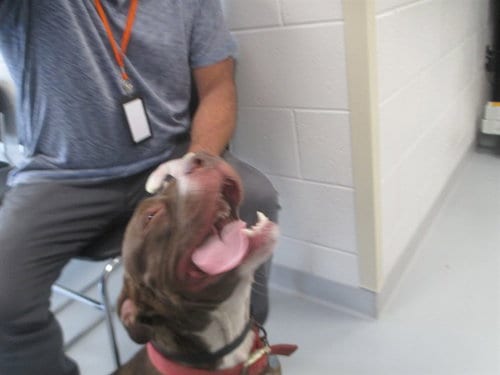 Photo of Hazel, adoptable American Pit Bull Terrier in Ocala, Florida