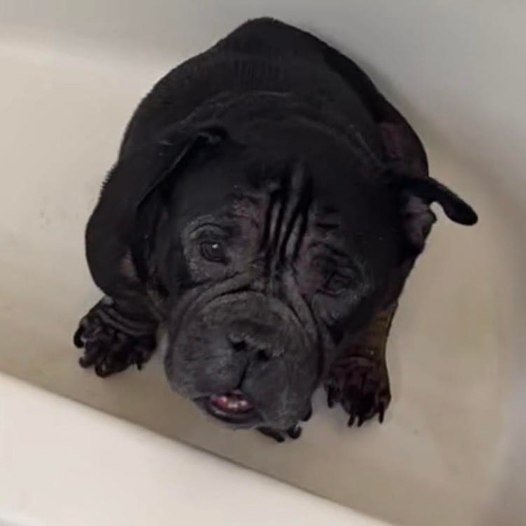 Photo of Sinatra - Home to Home, adoptable Bulldog in South Elgin, Illinois