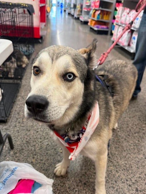 Photo of Kazu, adoptable Siberian Husky in Cedar Crest, New Mexico