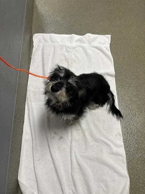 Photo of Shaggy, adoptable Terrier in Las Vegas, Nevada