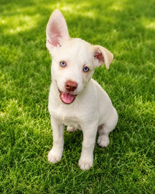 Photo of Chuck, adoptable Siberian Husky in Roswell, Georgia