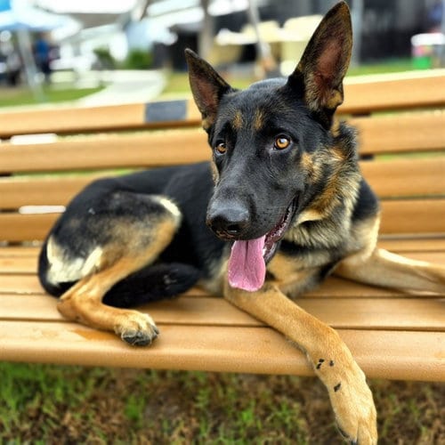 Photo of Mario, adoptable German Shepherd Dog in Long Beach, California