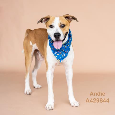 Photo of Andie, adoptable Pit Bull Terrier in Conroe, Texas