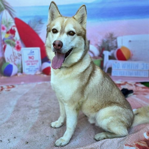 Photo of Luke, adoptable Siberian Husky in Long Beach, California