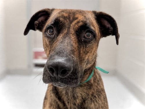 Photo of Bea, adoptable Pit Bull Terrier in Denver, Colorado