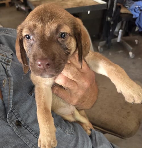 Photo of Danube, adoptable Labrador Retriever in Brooklyn Center, Minnesota