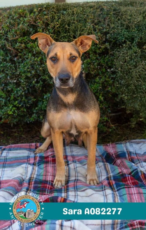 Photo of Sara, adoptable Black Mouth Cur in Mobile, Alabama