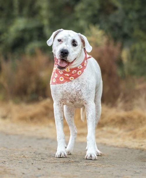 Photo of Millie, adoptable Dogo Argentino in Sacramento, California
