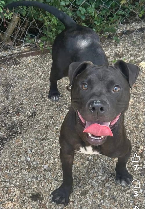 Photo of Casio- easy boy, easy love, adoptable American Pit Bull Terrier in Oakhurst, New Jersey
