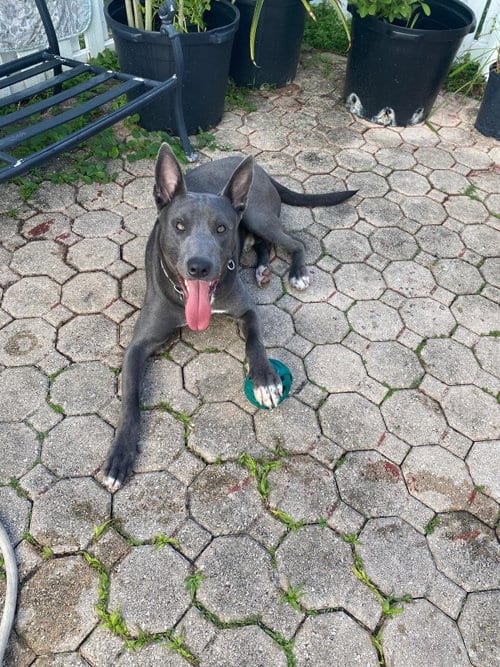 Photo of Dante, adoptable Belgian Shepherd Malinois in Miami, Florida