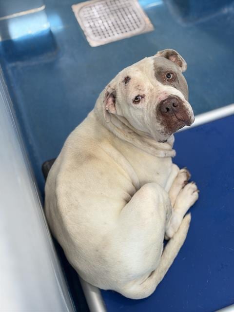 Photo of Ruffle, adoptable Pit Bull Terrier in Dallas, Texas