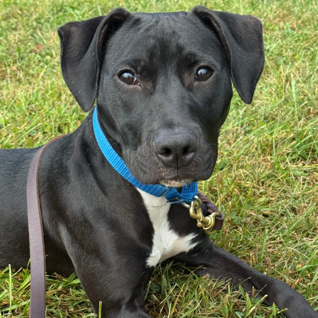Photo of Kat, adoptable Retriever, Labrador in South Elgin, Illinois