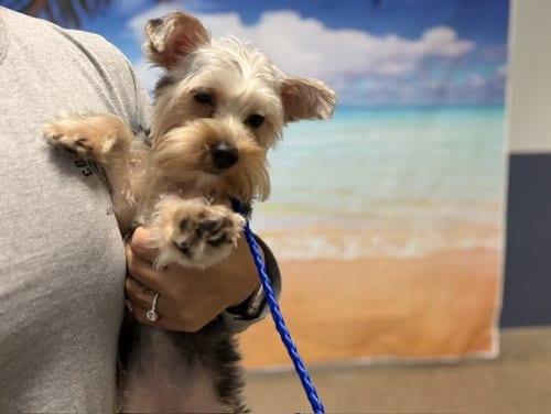 Photo of Chanel, adoptable Yorkshire Terrier Yorkie in Miami, Florida