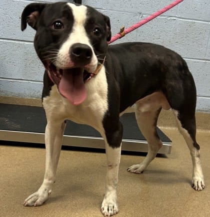 Photo of Jedi, adoptable dog in Chamblee, Georgia