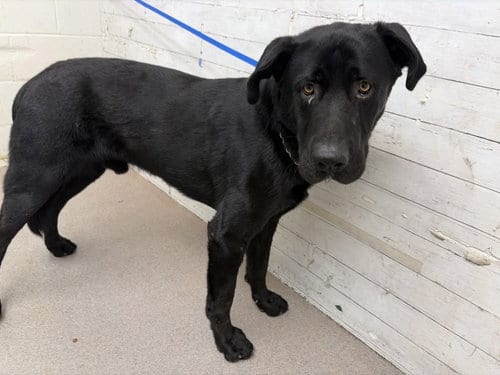 Photo of Budie, adoptable Labrador Retriever in San Bernardino, California