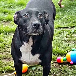 Photo of Doll, adoptable Labrador Retriever Mixed Breed (Medium) in Cairo, Georgia