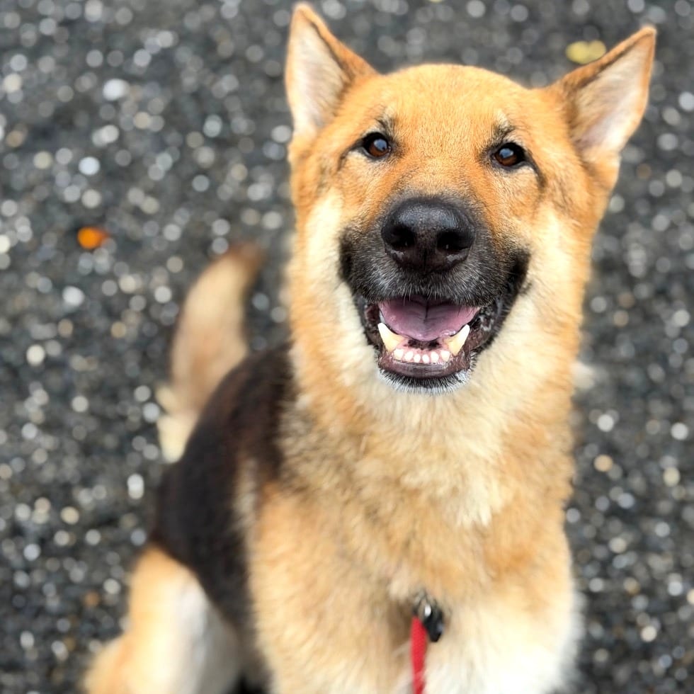 Photo of Surfer, adoptable Mixed Breed (Medium)