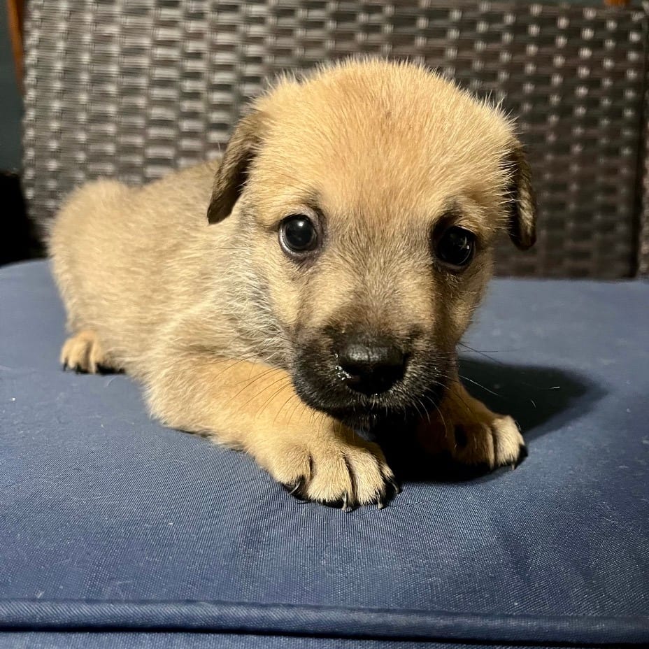 Photo of Honeydew, adoptable Shepherd / Retriever, Labrador in Kanab, Utah