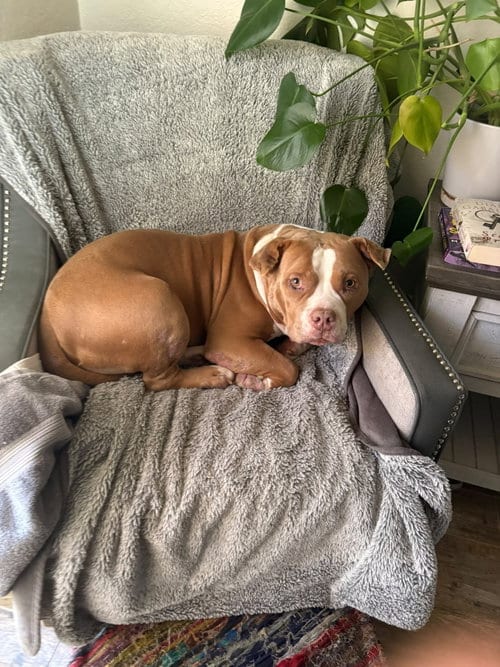 Photo of Rubble, adoptable Pit Bull Terrier in Chula Vista, California