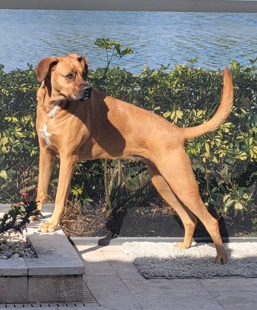Photo of Maggie, adoptable Boxer in Parker Ford, Pennsylvania