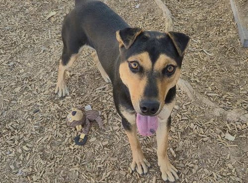 Photo of Biscuit, adoptable German Shepherd Dog in Albuquerque, New Mexico