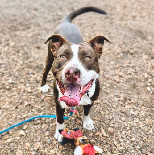 Photo of Falcao, adoptable American Pit Bull Terrier in Oakland, California