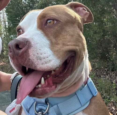 Photo of Mars, adoptable American Pit Bull Terrier in Charlotte, North Carolina