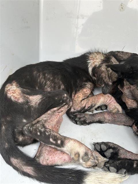Photo of A663447, adoptable German Shepherd Dog in Houston, Texas