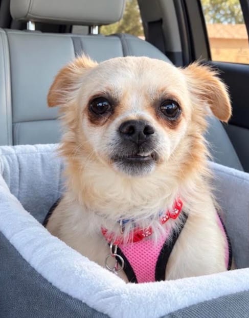 Photo of Donnie, adoptable Pekingese in San Diego, California